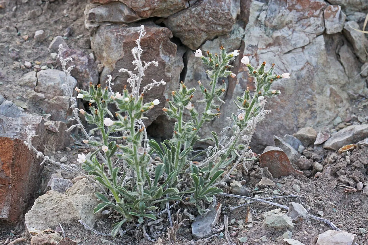 Canyon Cryptantha — photo by Andrey Zharkikh from Salt Lake City, USA