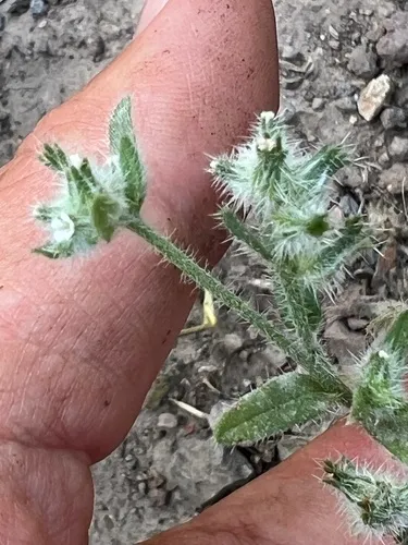 Torrey's Cryptantha — photo by Mark Pollock