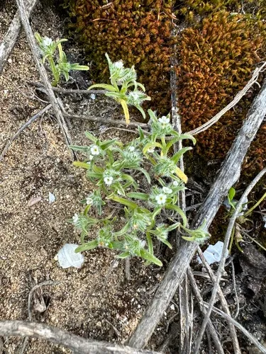 Trask's Cryptantha — photo by william_hoyer