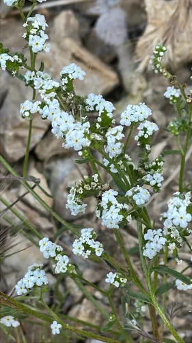Scented Cryptantha — photo by barryrice
