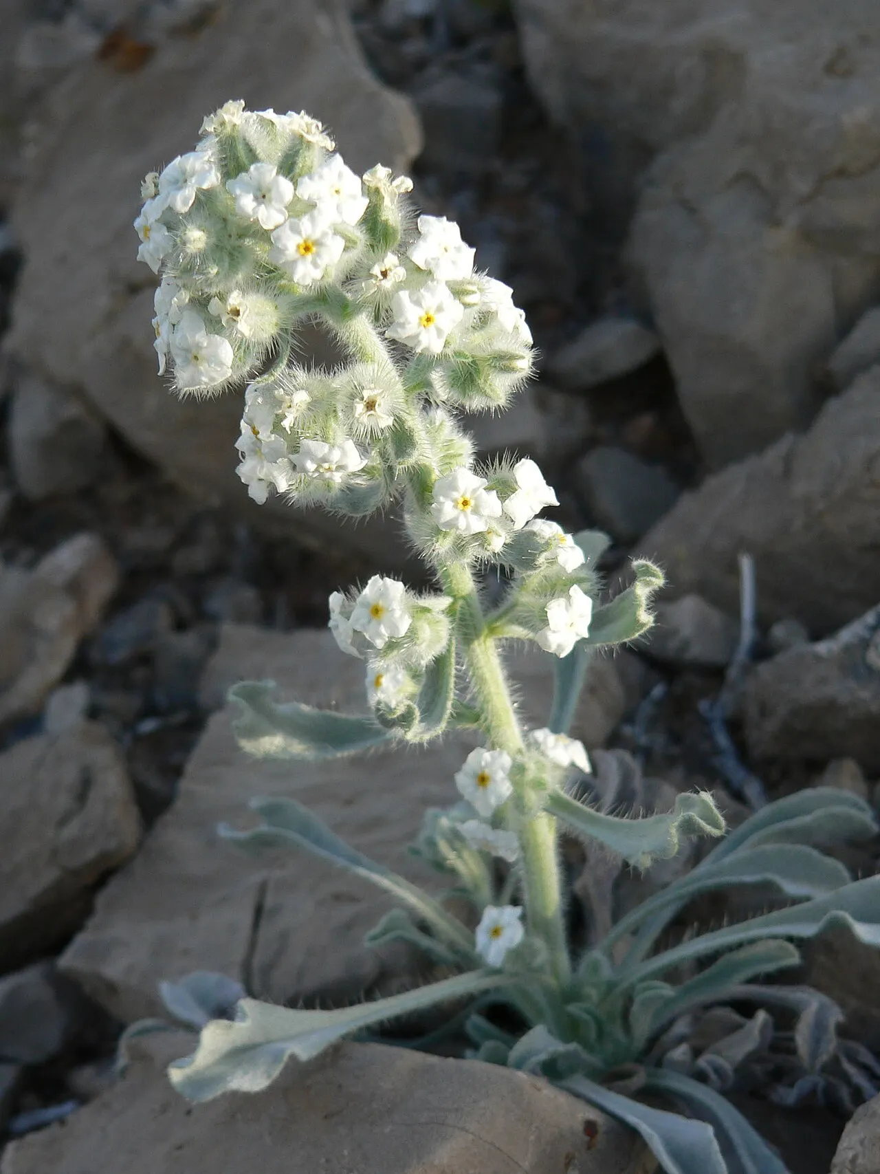 Virgin River Cryptantha — photo by Stan Shebs