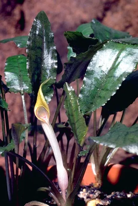 Beckett's Water Trumpet