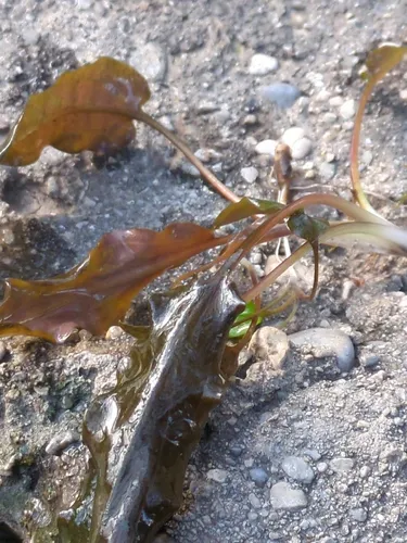 Wendt's Water Trumpet