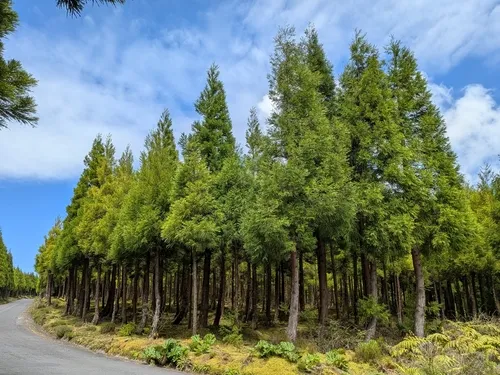 Japanese Cedar — photo by nolew02