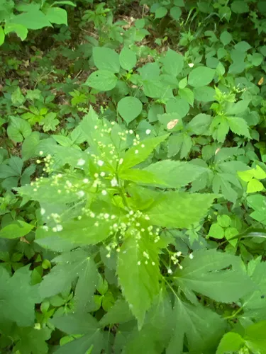 Canadian Honewort — photo by dalilabenavides