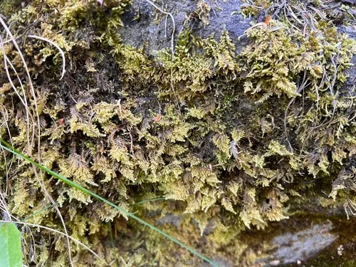 Mollusc Ctenidium Moss