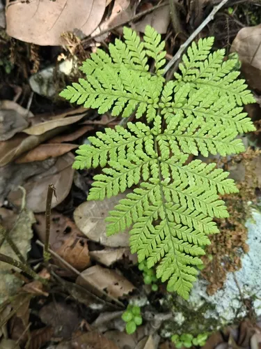 Diamondleaf Lacefern