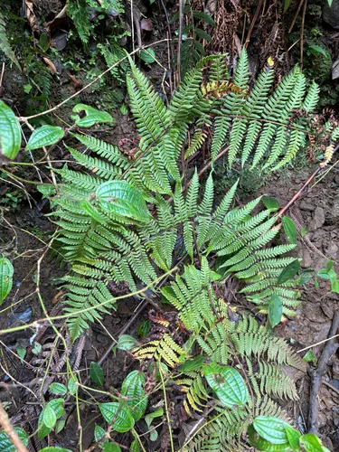 Delicate Lacefern