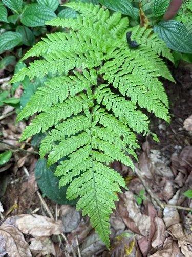 Eggleaf Lacefern