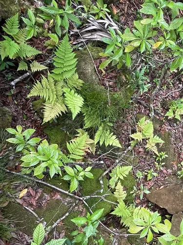 Florida Lacefern
