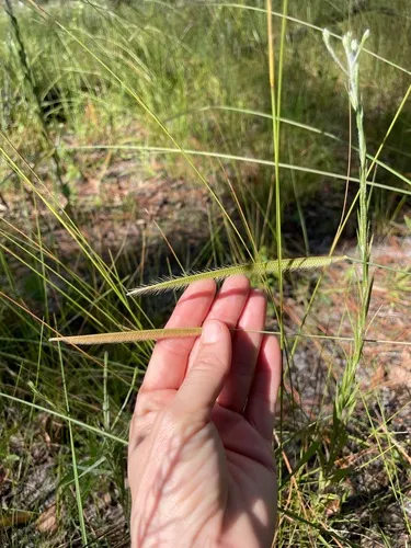 Florida Orangegrass