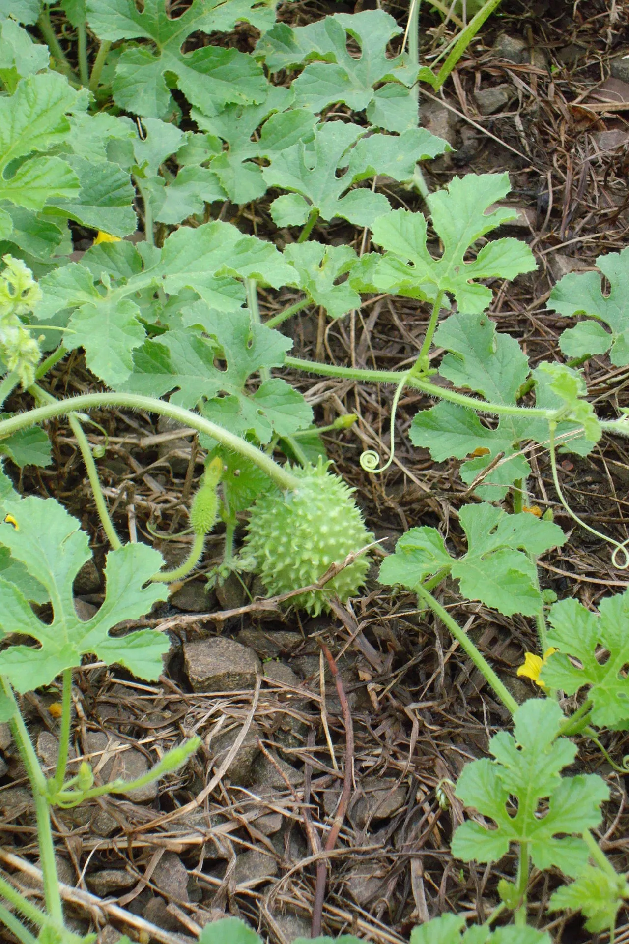 West Indian Gherkin (var. anguria) — photo by Eugenio Hansen, OFS