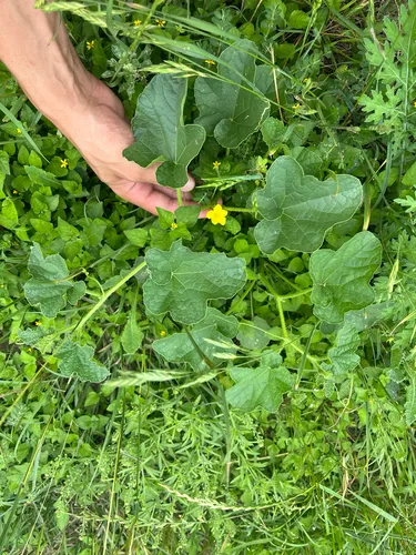Cantaloupe