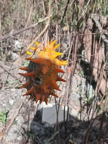 African Horned Cucumber