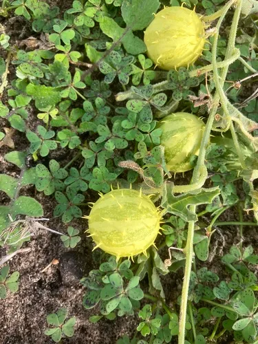 Gooseberry Gourd