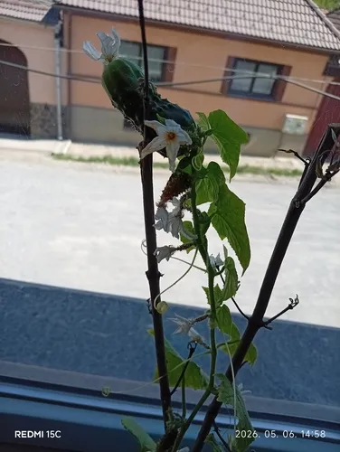 Garden Cucumber