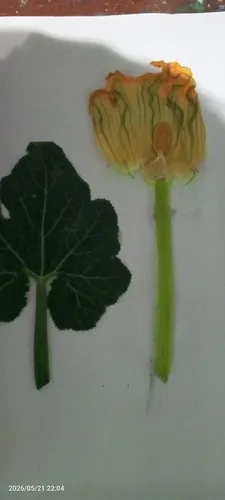 Figleaf Gourd