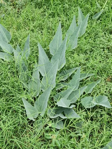 Missouri Gourd