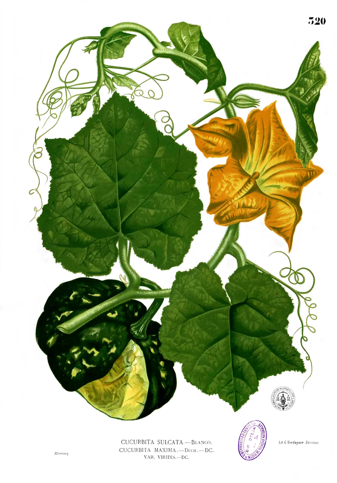 Winter Squash — photo by Francisco Manuel Blanco (1778 – 1845) (O.S.A.)