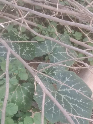 Crookneck Squash