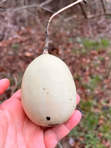 Okeechobee Gourd