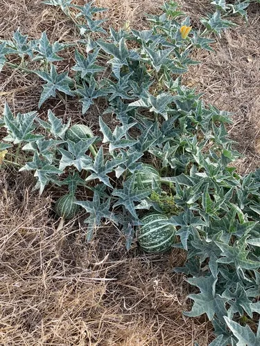 Coyote Gourd