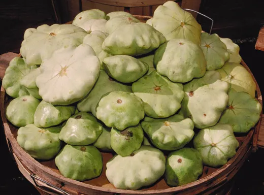 Field Pumpkin (var. ovifera) — photo by Wikimedia Commons