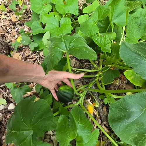 Field Pumpkin