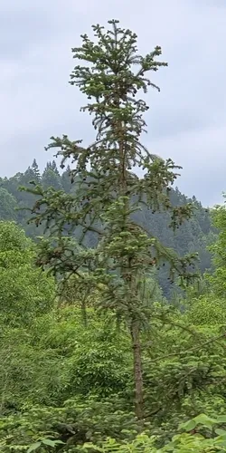 Chinese Fir — photo by Amaël Borzée