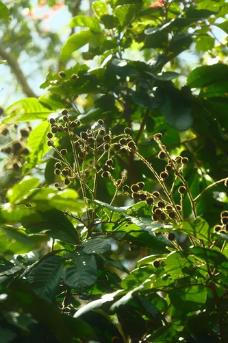 Wild Ackee