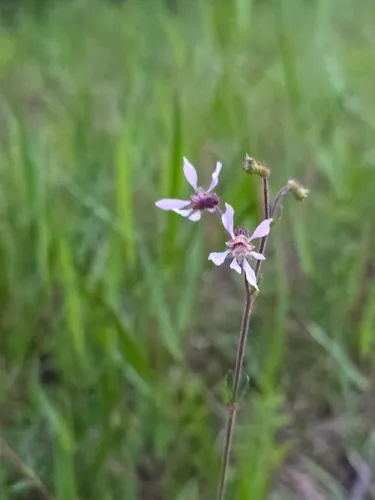 Tropical Waxweed