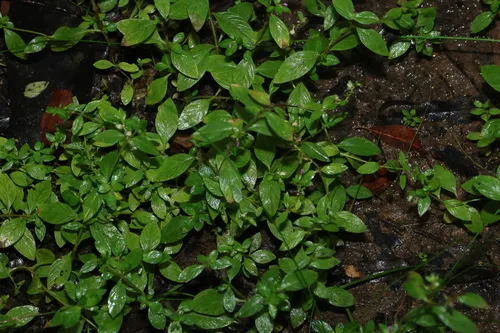 Colombian Waxweed — photo by Greg Tasney