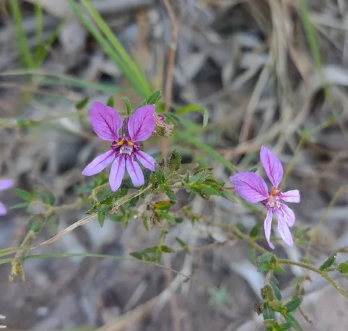 Sticky Waxweed — photo by ignaciocostagliola
