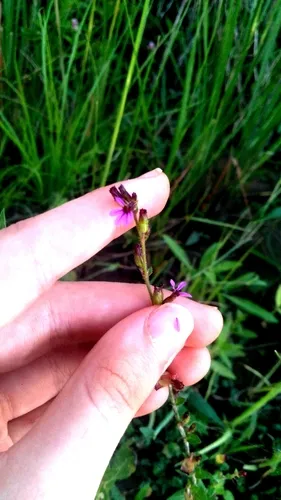 Tinypetal Waxweed