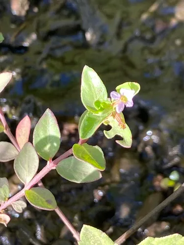 Island Waxweed