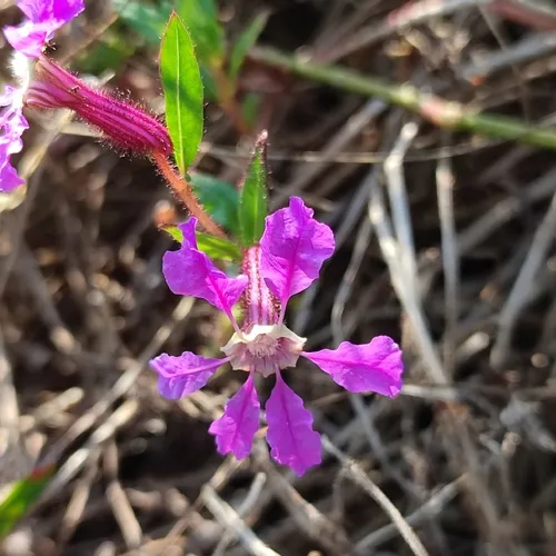 Creeping Waxweed — photo by Asmita Ojha