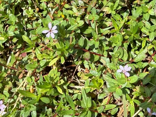 Stiffhair Waxweed