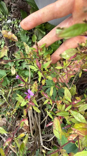 Blue Waxweed