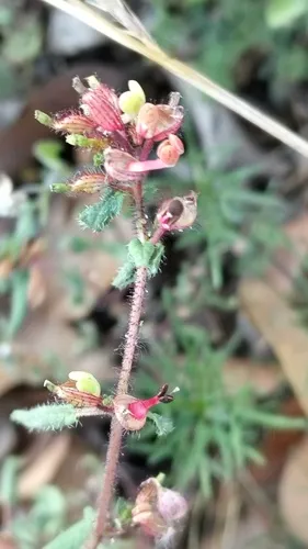Wright's Waxweed — photo by Adid Jimenez