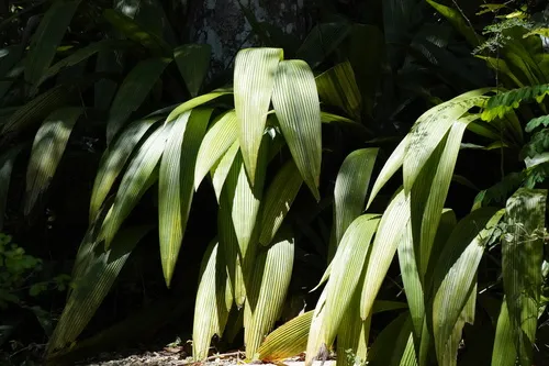 Palm-grass — photo by Braydon L