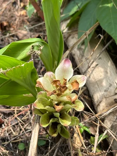 Common Turmeric — photo by Lakshmi