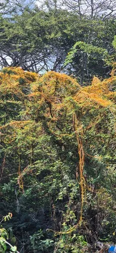 American Dodder
