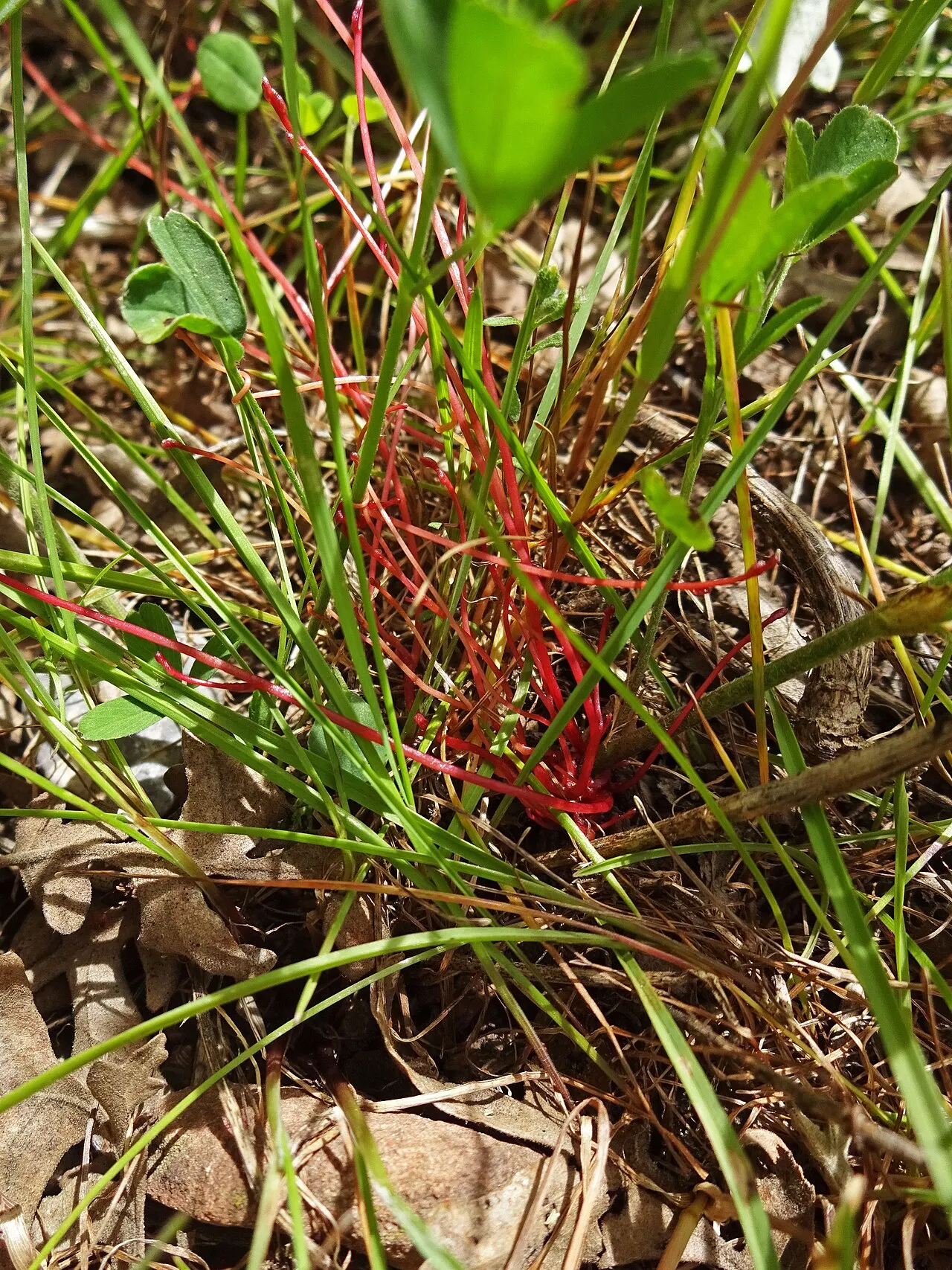 Alfalfa Dodder — photo by Andrey Zharkikh from Salt Lake City, USA