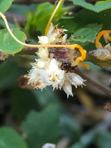 Boldingh's Dodder — photo by Alan R. Franck