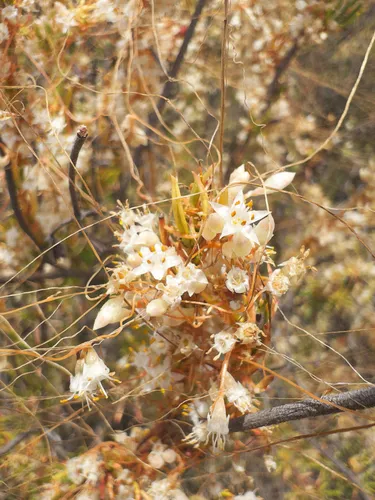 Chaparral Dodder — photo by nitrecolas