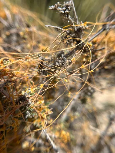 Desert Dodder — photo by john-loves-biota