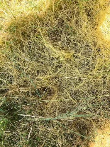 Flax Dodder — photo by Shun