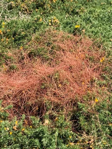 Clover Dodder — photo by maribalt
