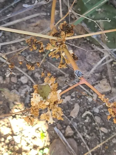 Sonoran Dodder — photo by Daniel