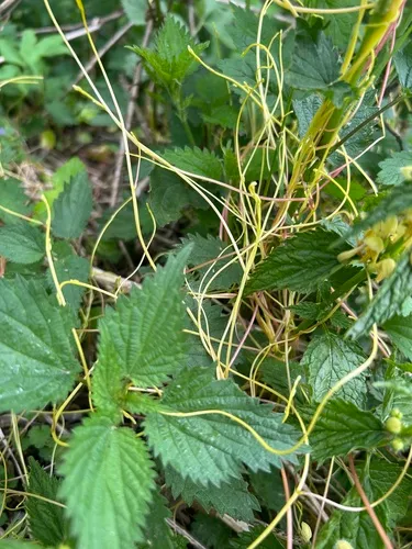 Greater Dodder — photo by Oliver Stöhr
